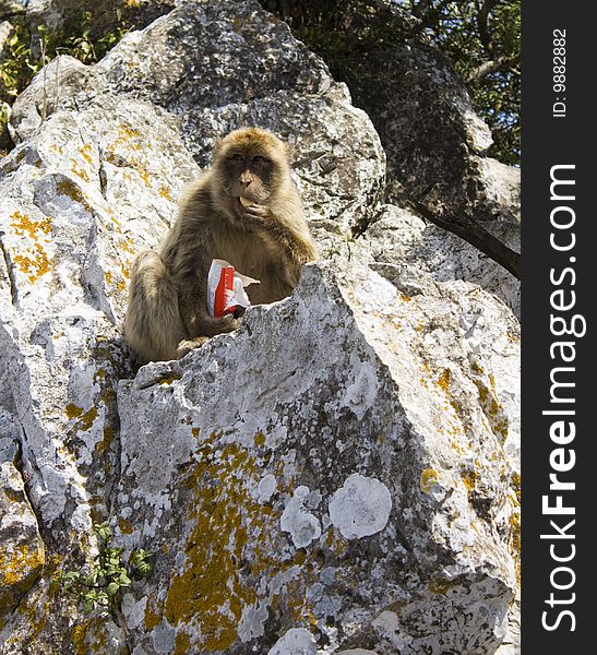 A Barbary Macacque eating buiscuits that he has taken from a tourist in Gibraltar. A Barbary Macacque eating buiscuits that he has taken from a tourist in Gibraltar