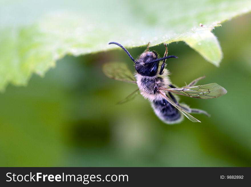 Honeybee on the edge of leaf