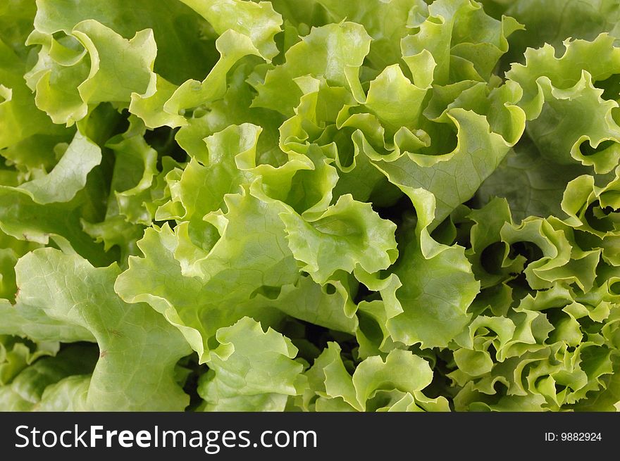 Green leaves of lettuce on a white background