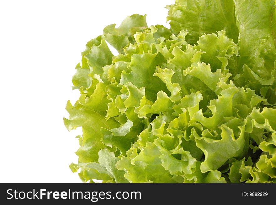 Green leaves of lettuce on a white background