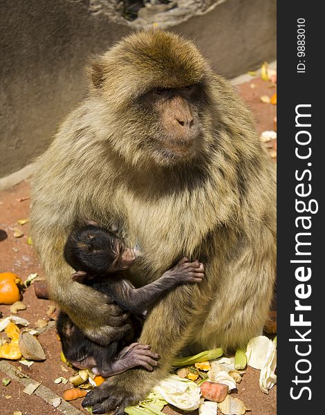 A baby barbary Macacque hugging it's parent. Taken in Gibraltar. A baby barbary Macacque hugging it's parent. Taken in Gibraltar.