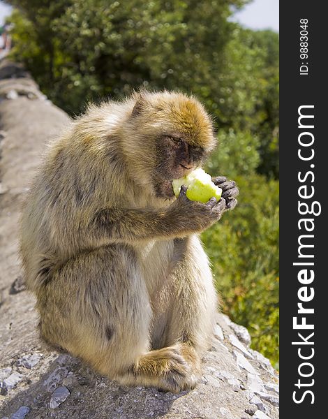 A Barbary Macacque eating an apple that he has taken from a tourist in Gibraltar. A Barbary Macacque eating an apple that he has taken from a tourist in Gibraltar