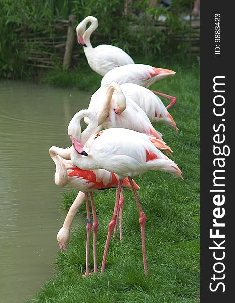Row of greater flamingos