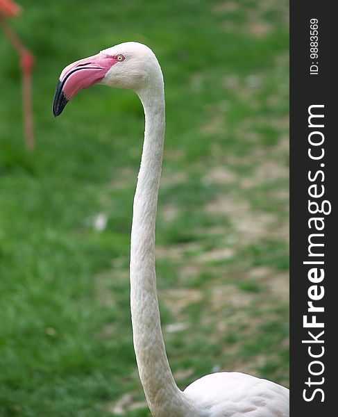 Greater flamingo head and neck detail