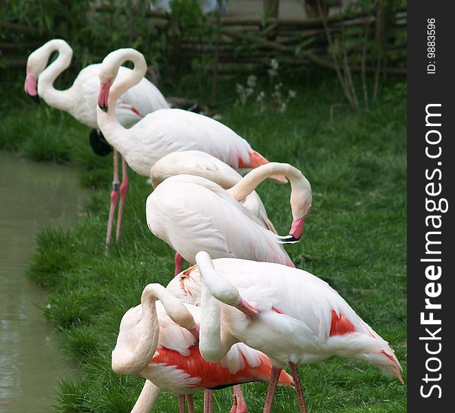 Row of greater flamingos by water