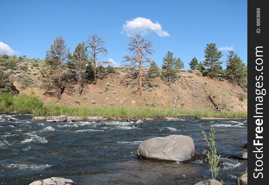 River flows by bank with pine trees and clouds in sky