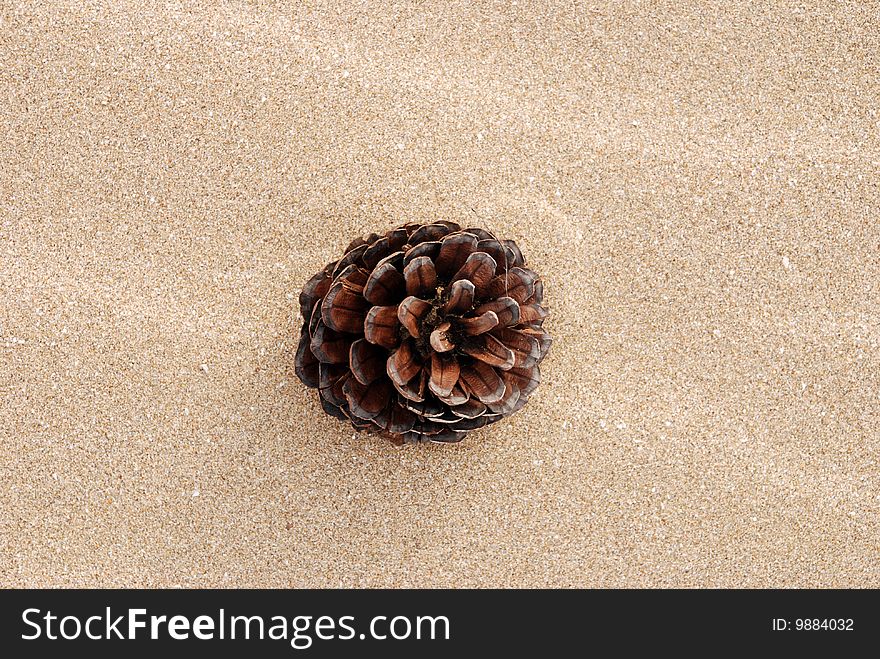 A pine cone on the beach. A pine cone on the beach