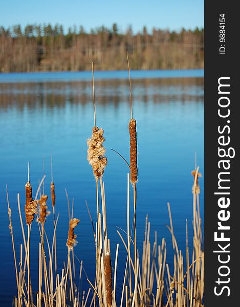 Reed near a lake with a forest in the background reflected back into the water