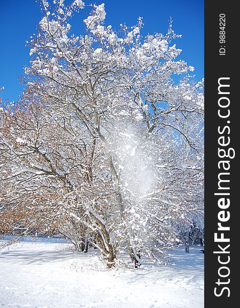 A tree in the middle of the winter with snow on its branches. Snow is falling down onto the white ground below the tree. A tree in the middle of the winter with snow on its branches. Snow is falling down onto the white ground below the tree