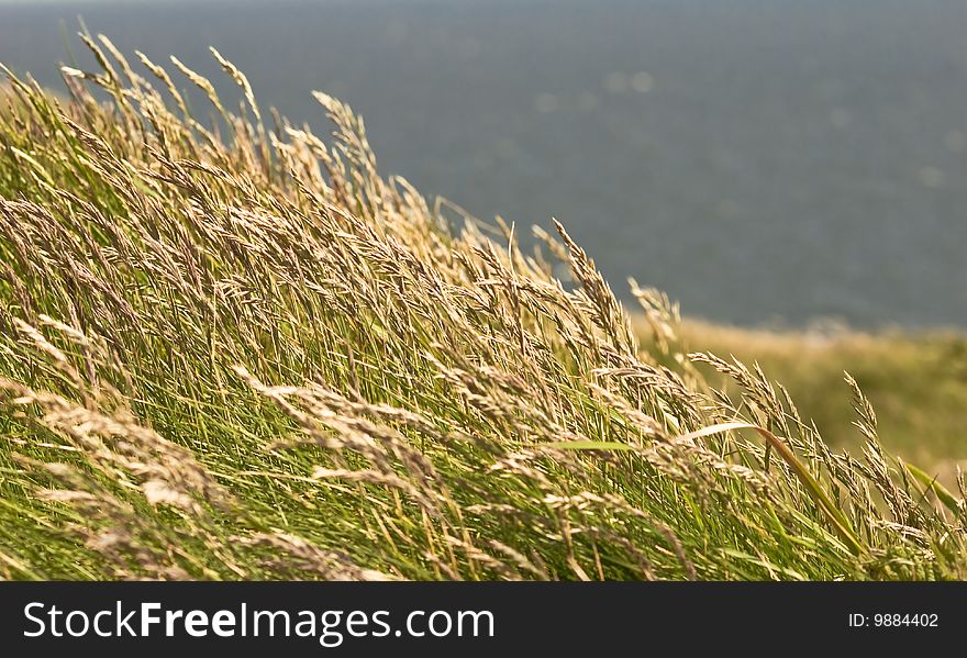 Ireland -Grass Over Cliffs