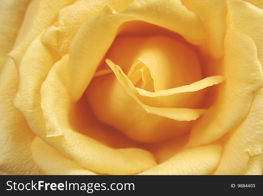 Yellow rose macro