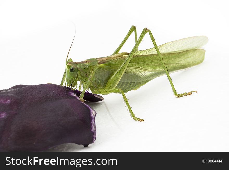 Closeup locust eating red cabbage