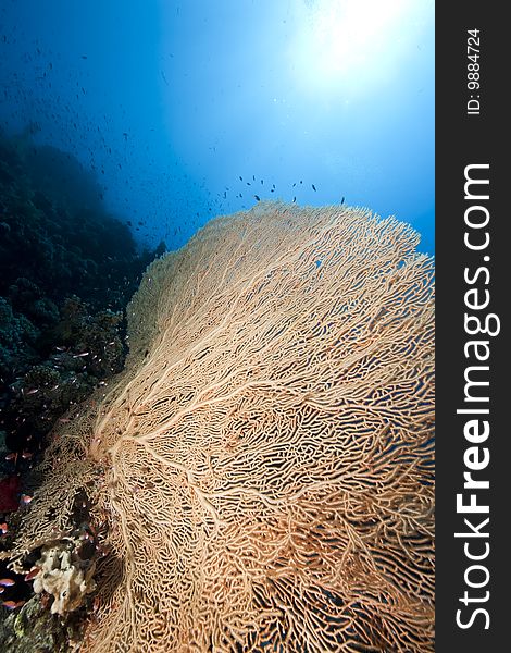 Ocean, sun and seafan taken in the red sea.