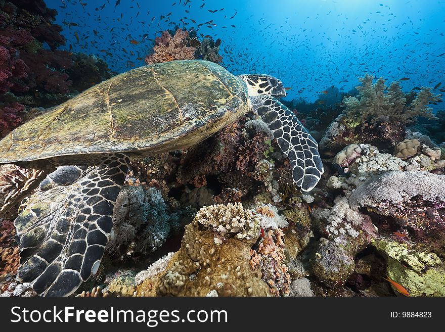 Ocean, sun and hawksbill turtle