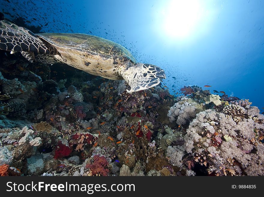 Ocean, sun and hawksbill turtle taken in the red sea.