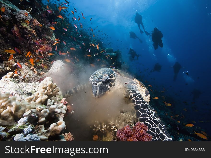 Ocean, sun and hawksbill turtle taken in the red sea.