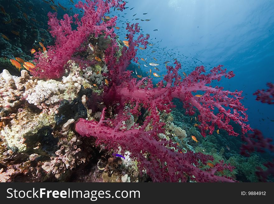 Ocean, sun and fish taken in the red sea.