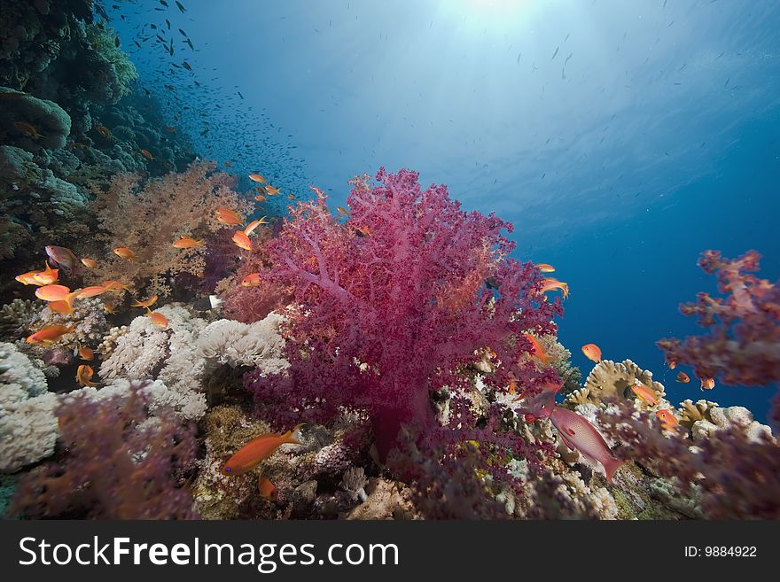 Ocean, sun and fish taken in the red sea.