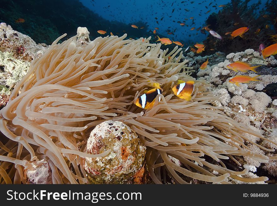 Ocean, sun and anemone taken in the red sea. Ocean, sun and anemone taken in the red sea.