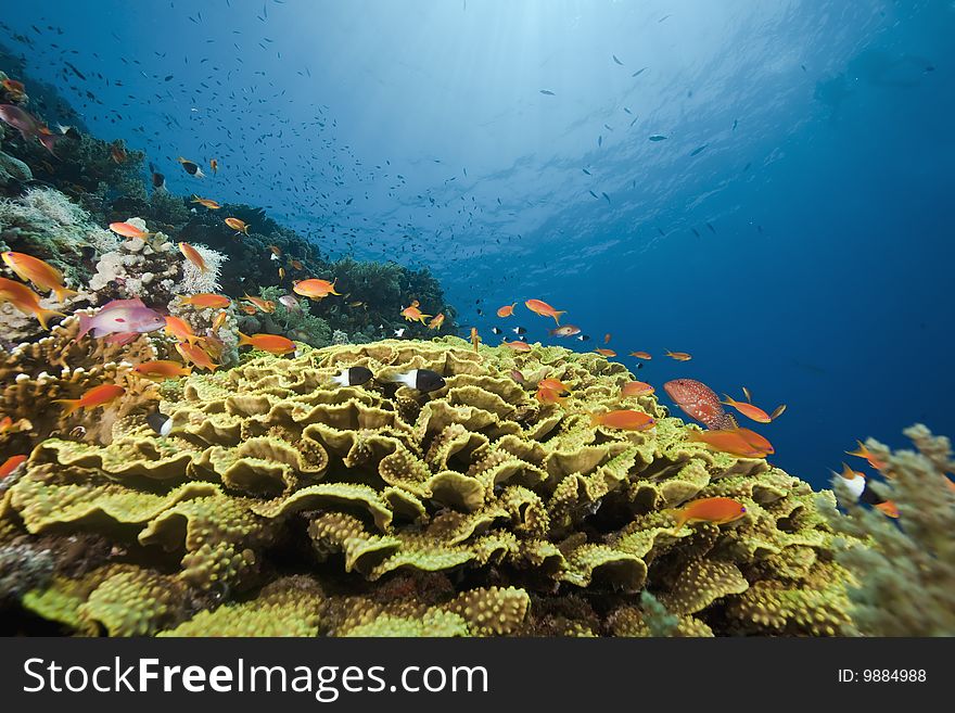 Ocean, sun and fish taken in the red sea.