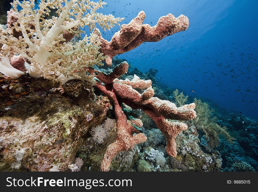 Ocean, sun and sponge taken in the red sea.