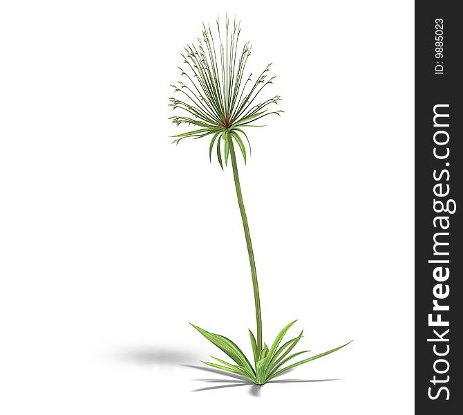 Papyrus bush. 3D render with clipping path and shadow over white