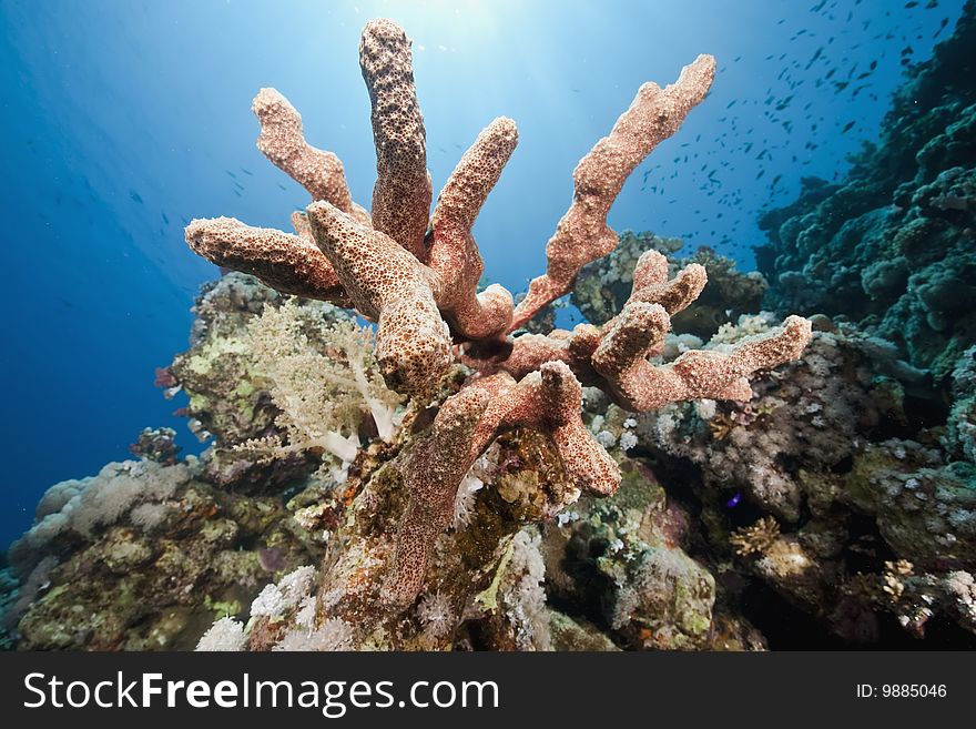 Ocean, sun and sponge taken in the red sea.