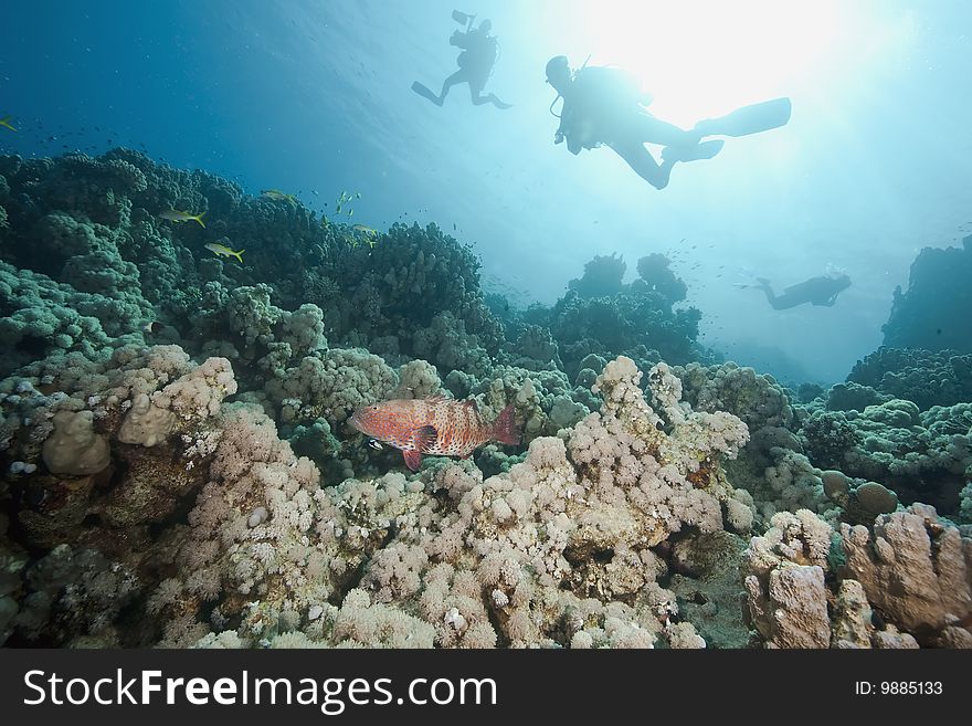 Ocean, sun and fish taken in the red sea.