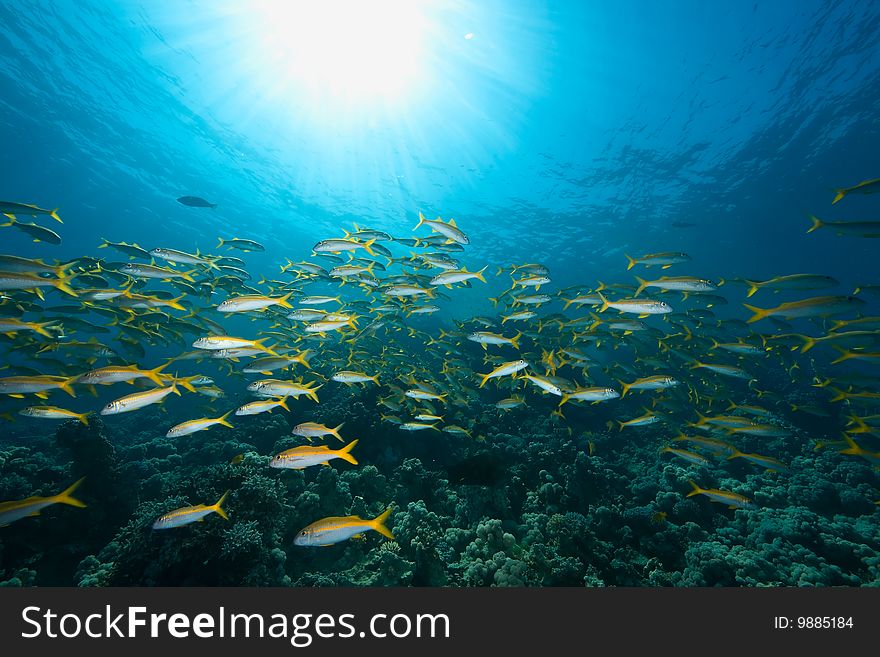 Ocean, sun and yellowfin goatfish taken in the red sea.