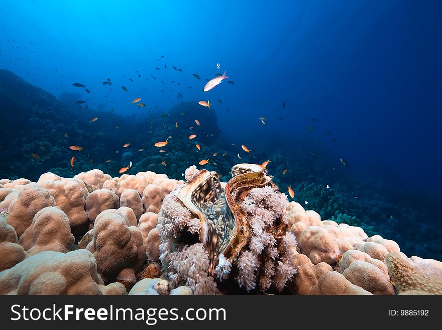 Ocean, Sun And Giant Clam