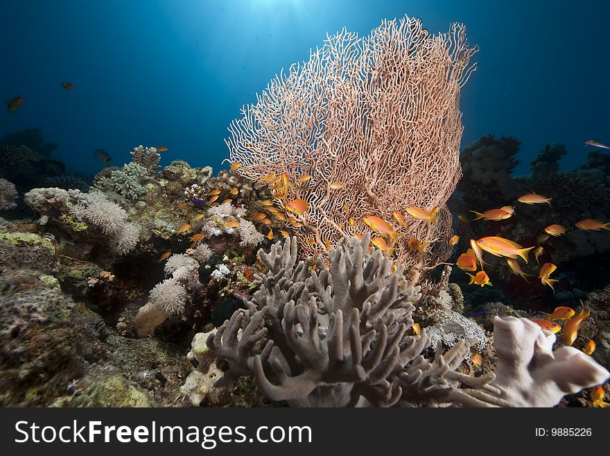 Ocean, sun and fish taken in the red sea.