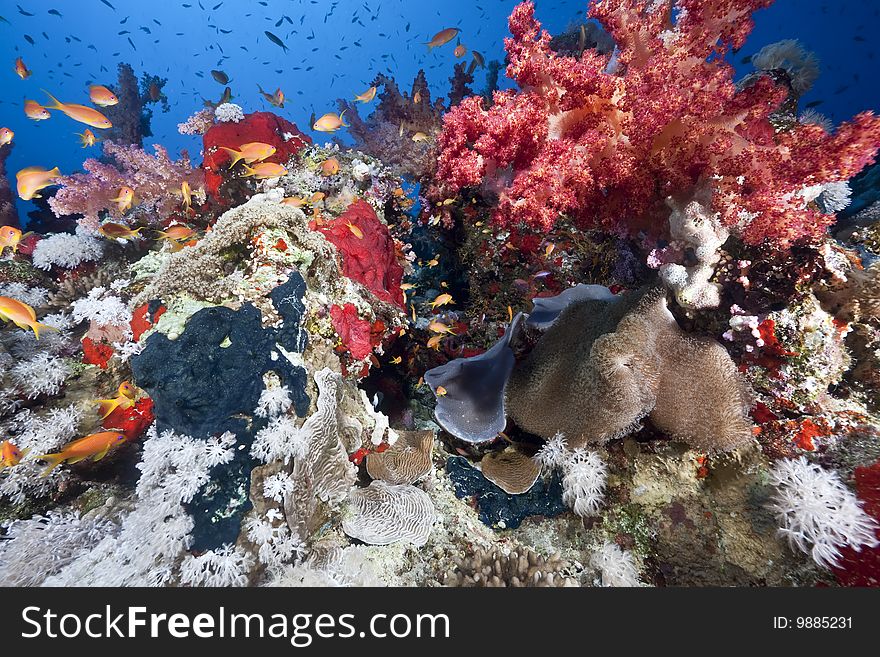 Ocean, sun and fish taken in the red sea.