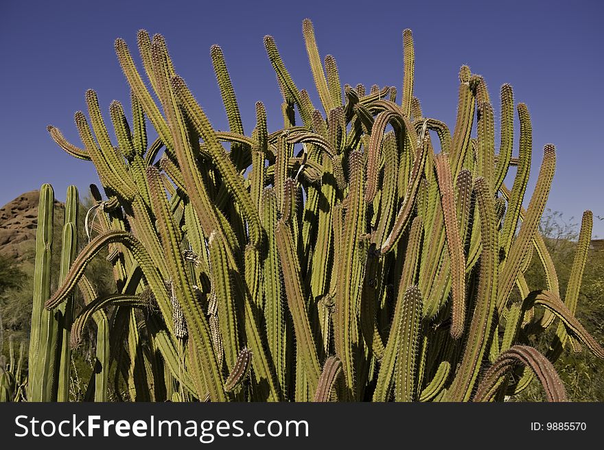 A tangled web of cactus in the Arizona desert.