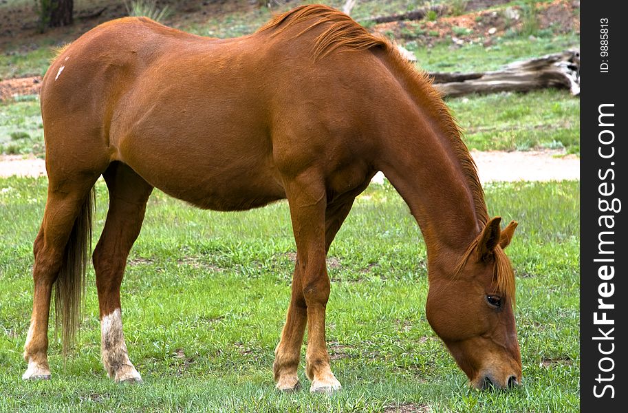 It's a red or maroon horse that is grazing on some grass. It's a red or maroon horse that is grazing on some grass