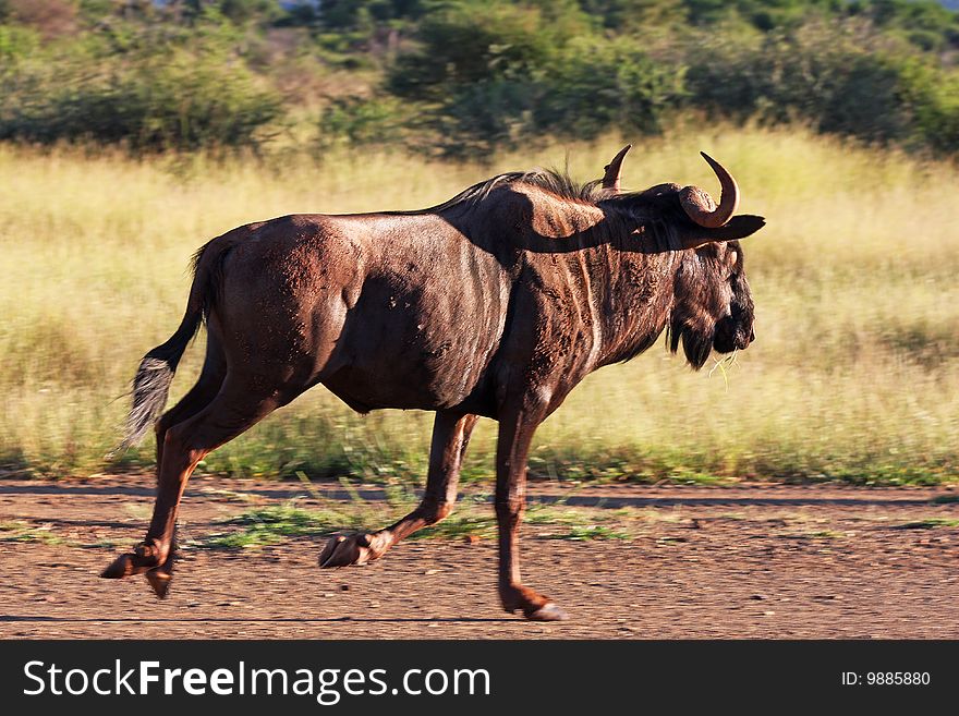 Blue Wildebeest galloping on dirt road with grassy landscape in background. Blue Wildebeest galloping on dirt road with grassy landscape in background.