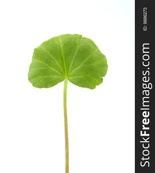 Green leaf over white background