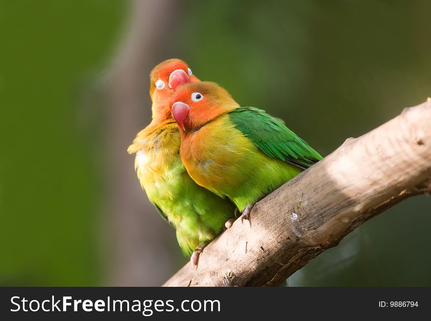Colourful Fischers lovebird (Agapornis fischeri) of the tropical country.