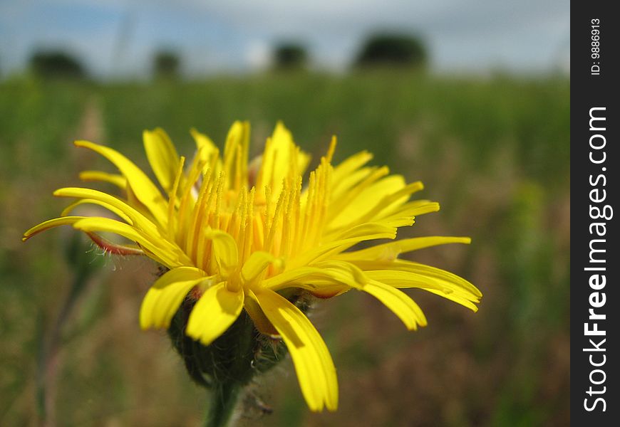 Yellow flower growing in a field