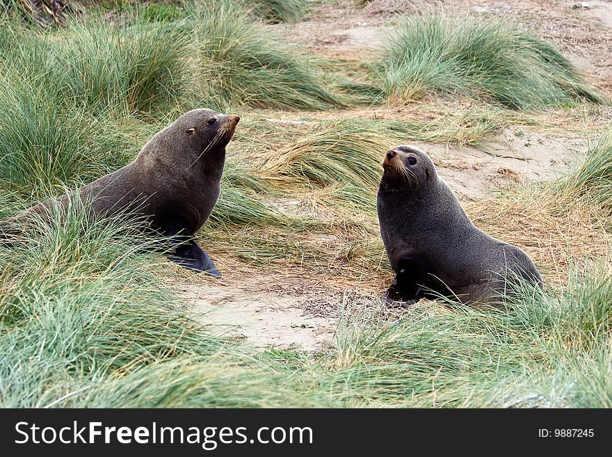 Two Seals In The Tussock