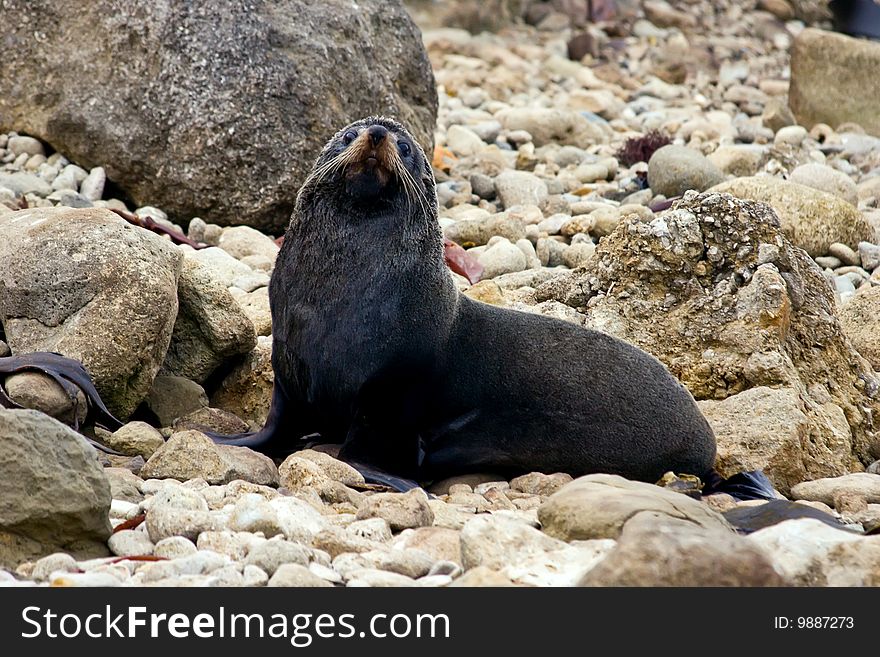 A seal sits up after relaxing on the rocks at Herbertville in the Wairarapa on the East Coast of the North Island in New Zealand. A seal sits up after relaxing on the rocks at Herbertville in the Wairarapa on the East Coast of the North Island in New Zealand.