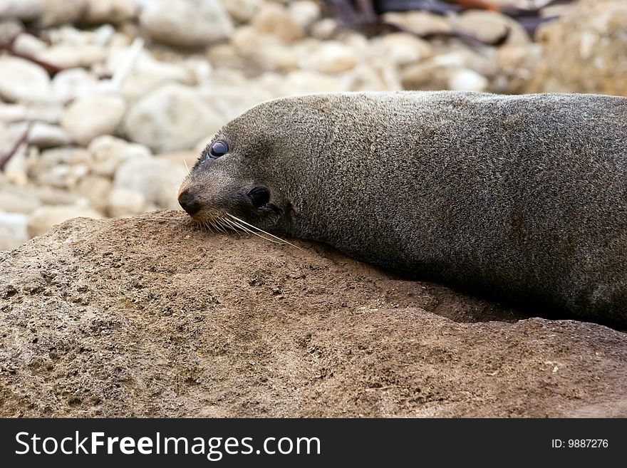 A seal relaxes on the rocks at Herbertville in the Wairarapa on the East Coast of the North Island in New Zealand. A seal relaxes on the rocks at Herbertville in the Wairarapa on the East Coast of the North Island in New Zealand.