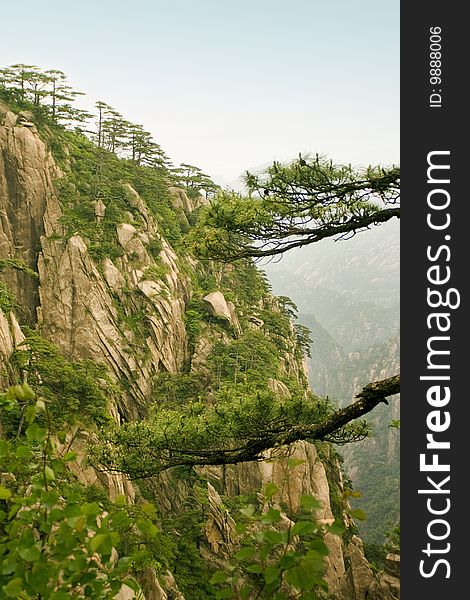 Chinese mountain: pine trees and steep cliff