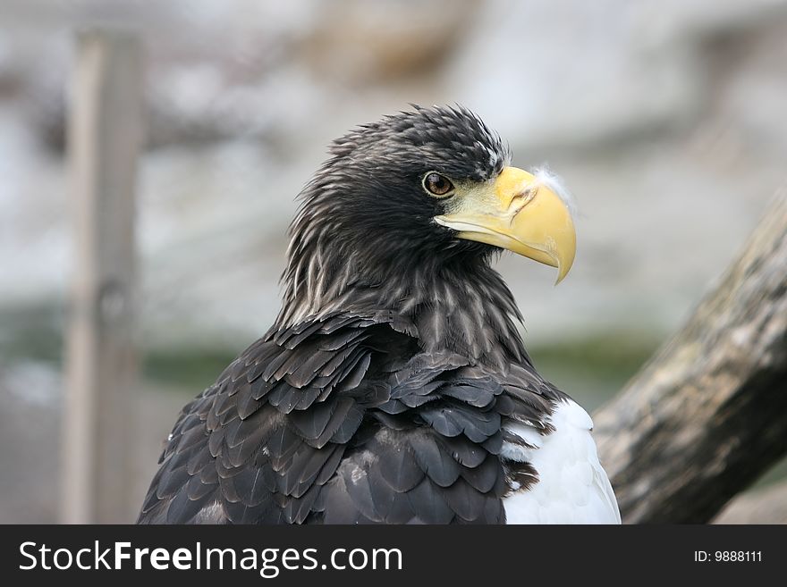 Beautiful portrait of a eagle. Beautiful portrait of a eagle