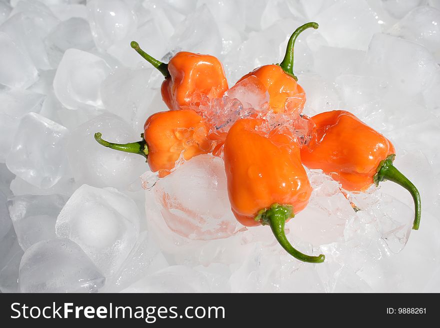 A bunch of Habanero chillies on ice