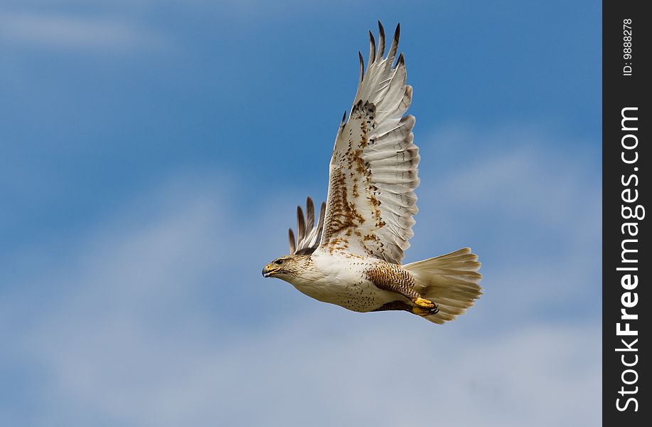 Large Ferruginous Hawk in flight with blue sky. Large Ferruginous Hawk in flight with blue sky
