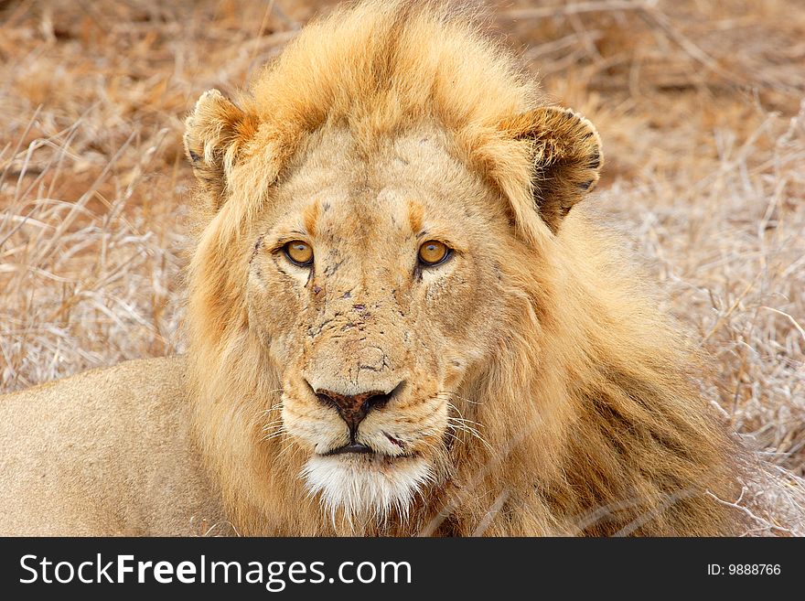 Large male African Lion lying in the grass