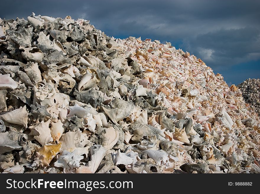 A pile of conch shells in Bonaire