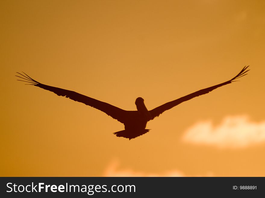 Pelican in the sunset