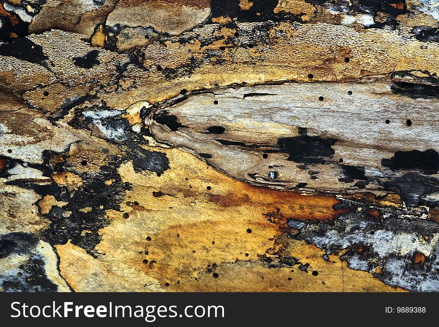 Close up of log that has been striped of it's bark and have started to fossilize