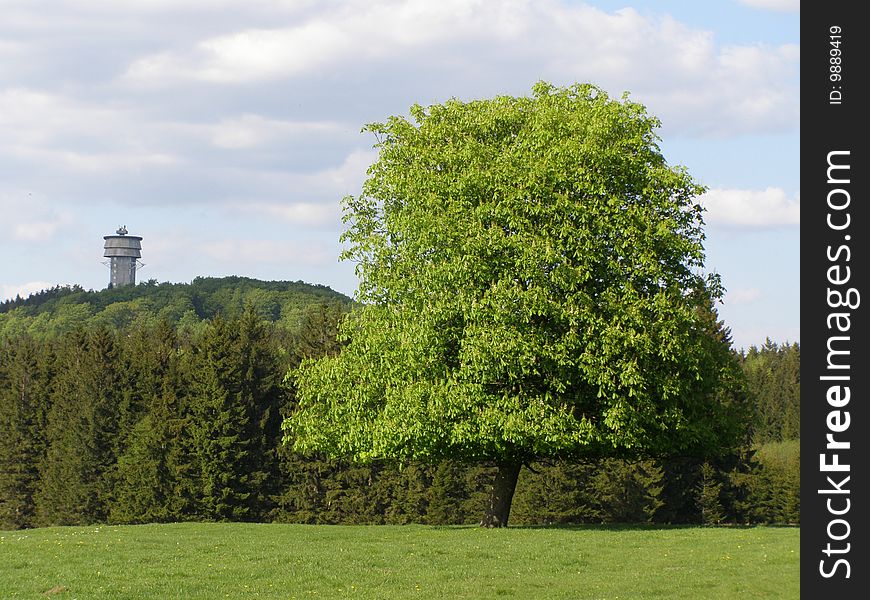 Tree and view-tower into background